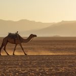 Sustainable Growth vs. Blitzscaling: The Camel Strategy for SMBs