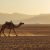 Sustainable Growth vs. Blitzscaling: The Camel Strategy for SMBs